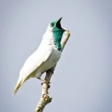 Notícias da Biosfera